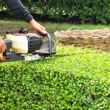 Gardening Calendar: What to do in November