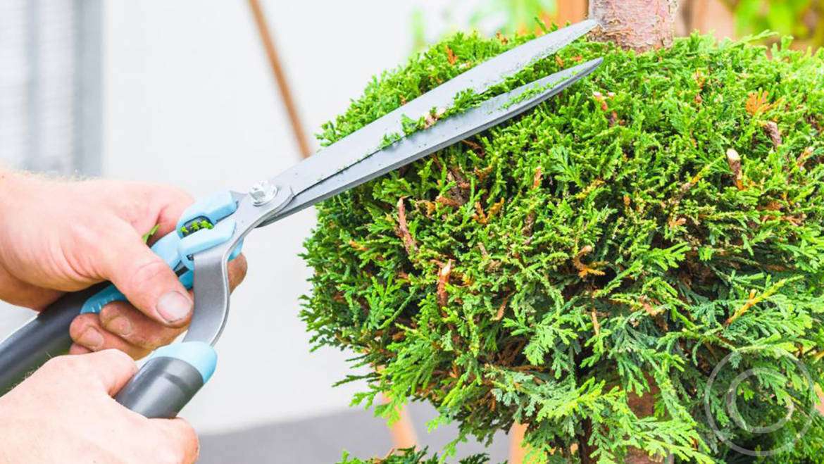 Topiary & Hedge Trimming